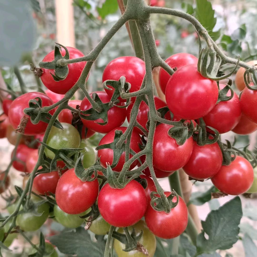 卖番茄的小姐姐