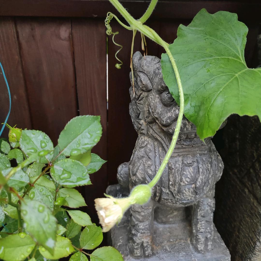 郑少年