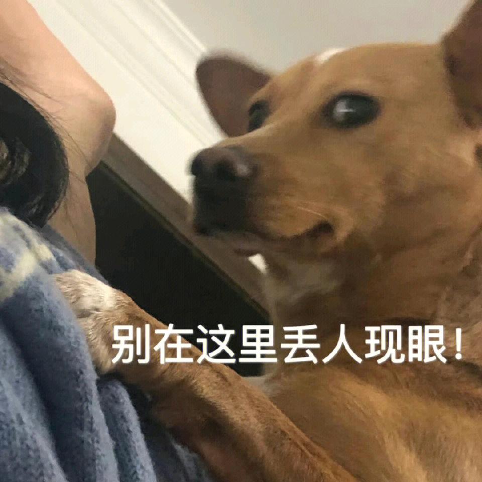 猫的树和我的你ω
