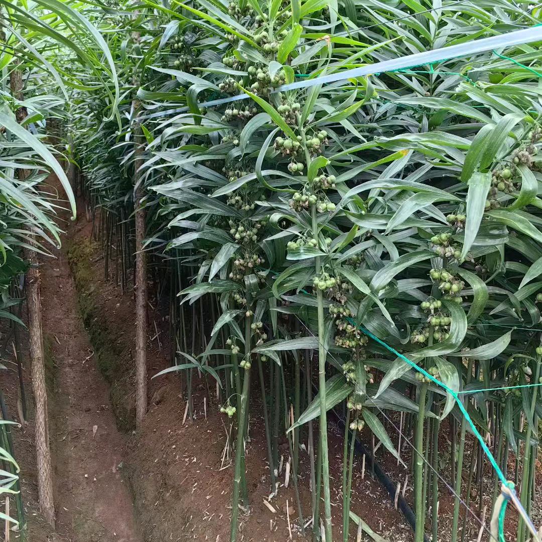 中药材产业链