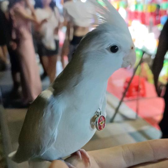 初一鹦鹉