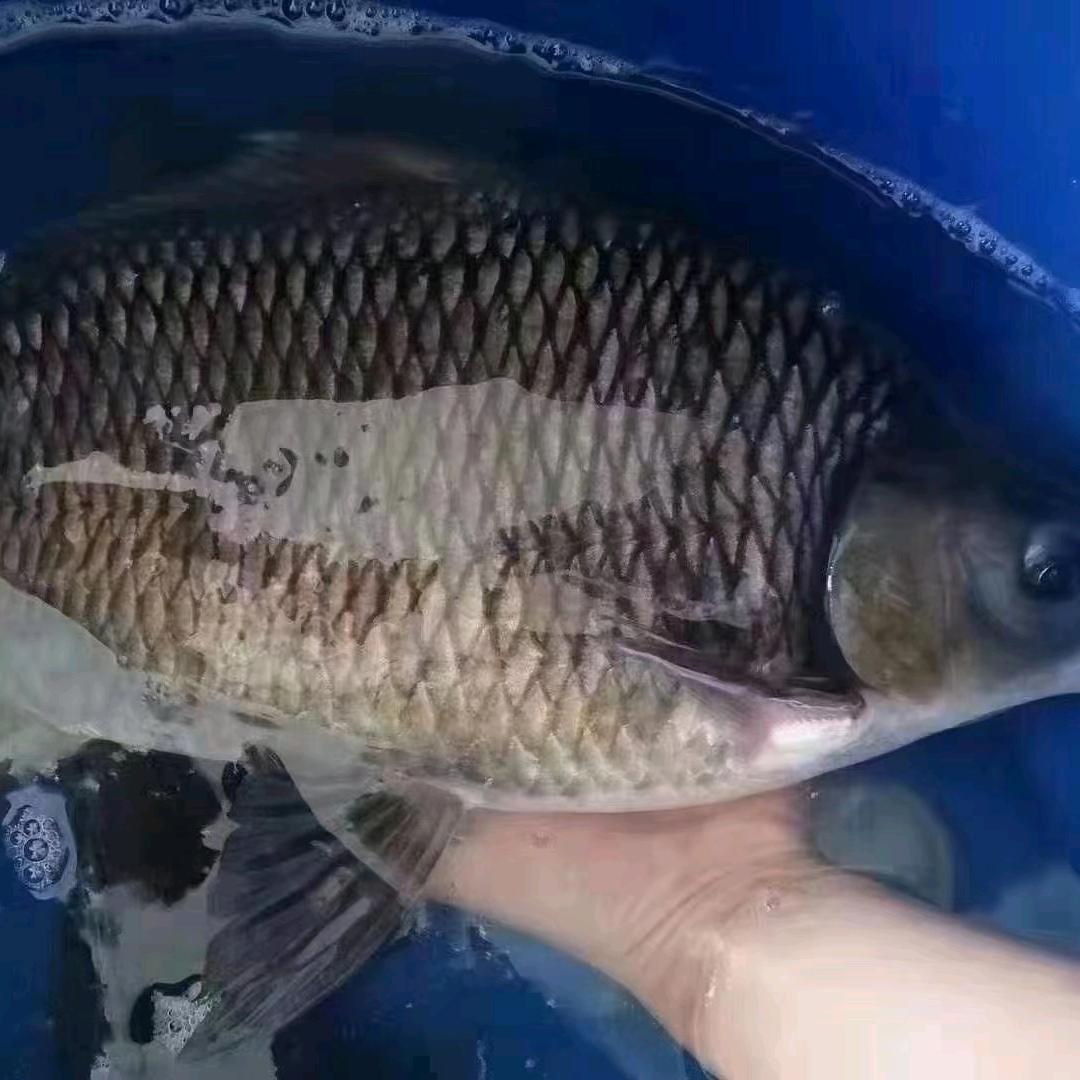 鱼王府，鱼王