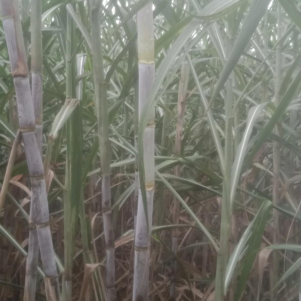黄立