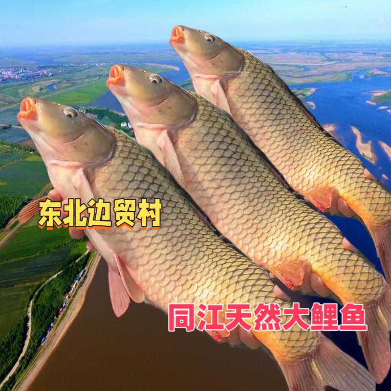 东北鱼村野生江鲤鱼大马哈鱼翘嘴白鱼鲟鳇鱼
