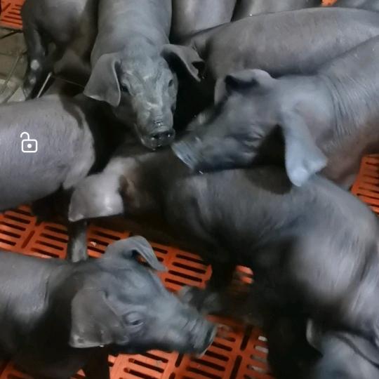 黑猪养殖