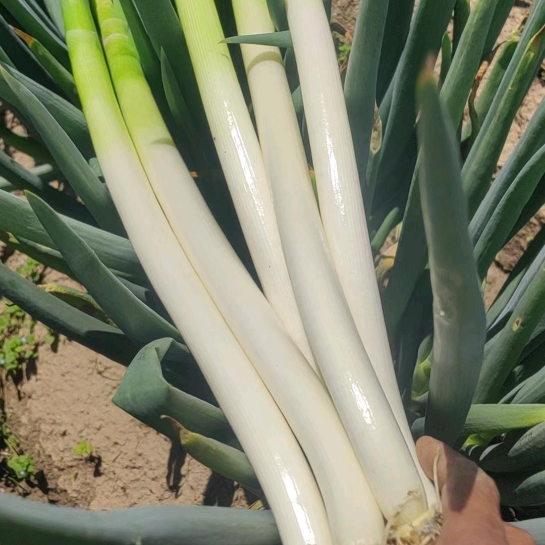 张阳承：江苏启东海门大葱带办