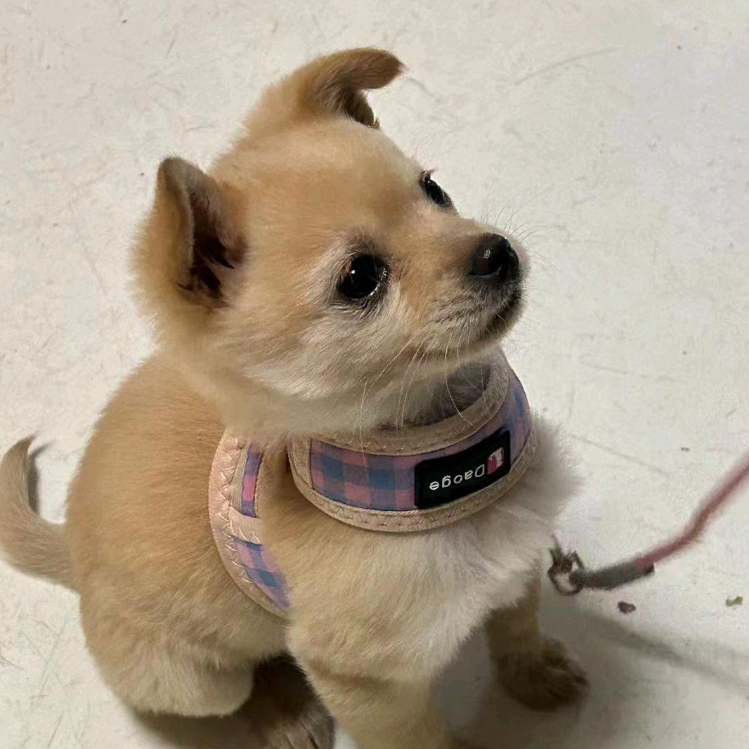 狂小熊