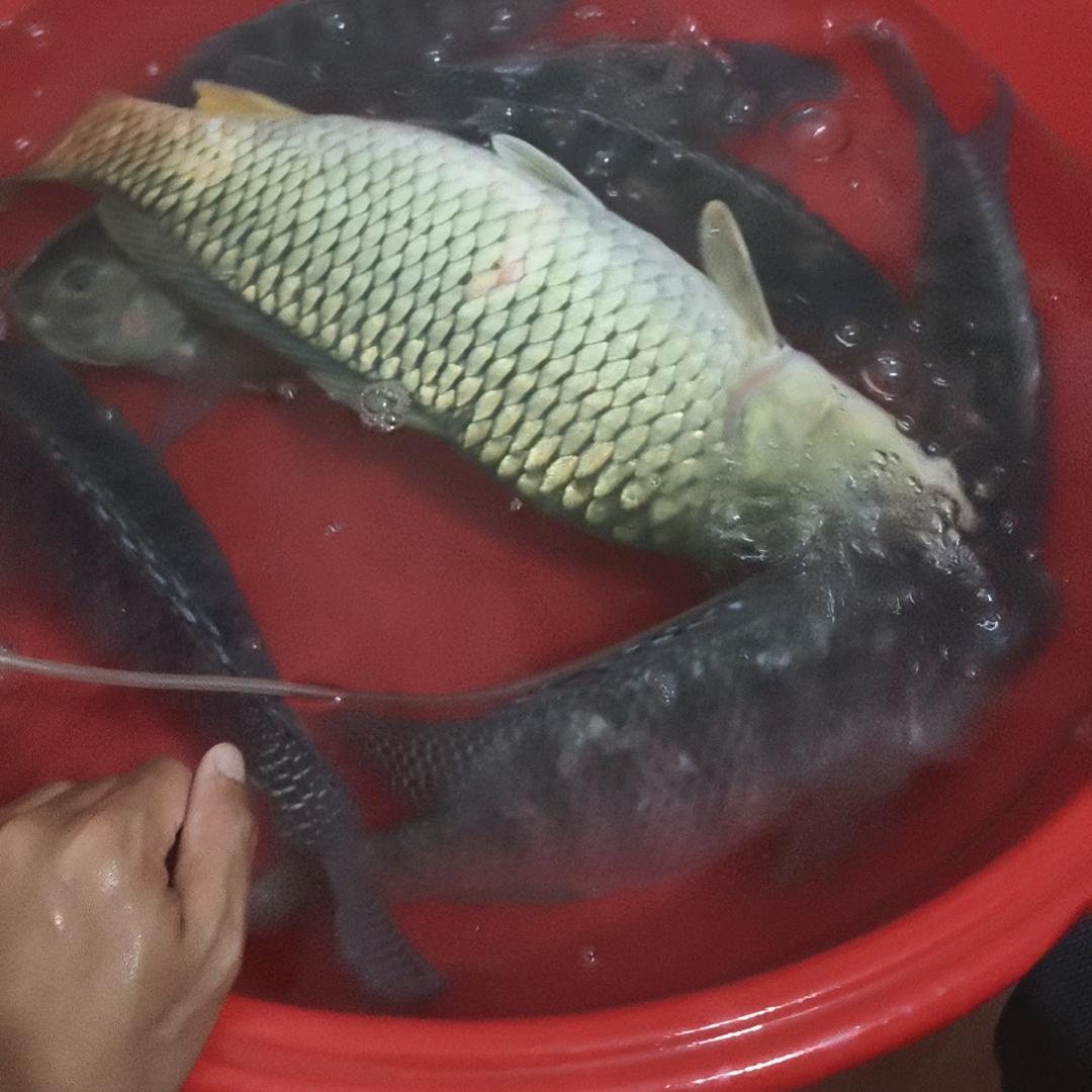 钓鱼朋友