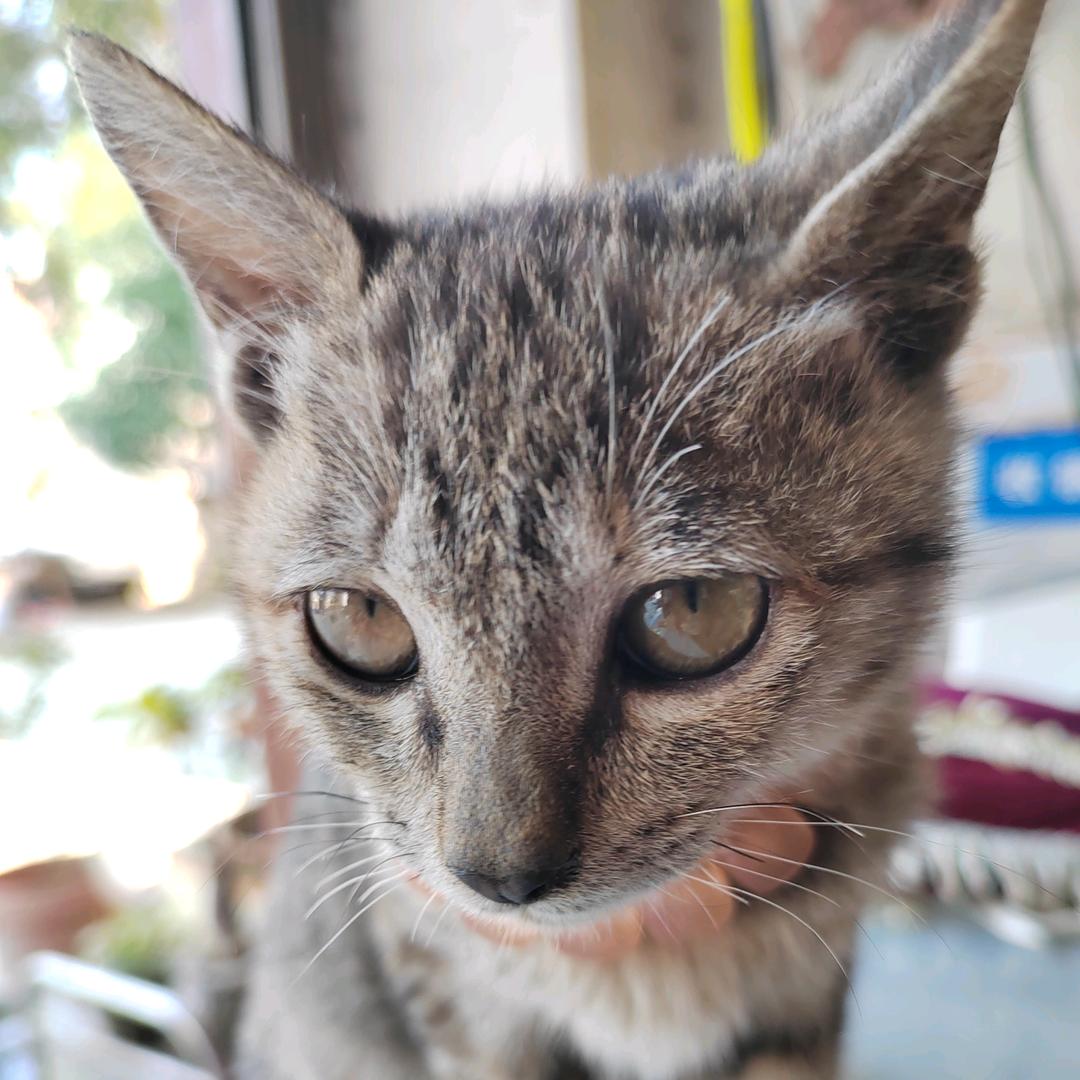 不说话的猫