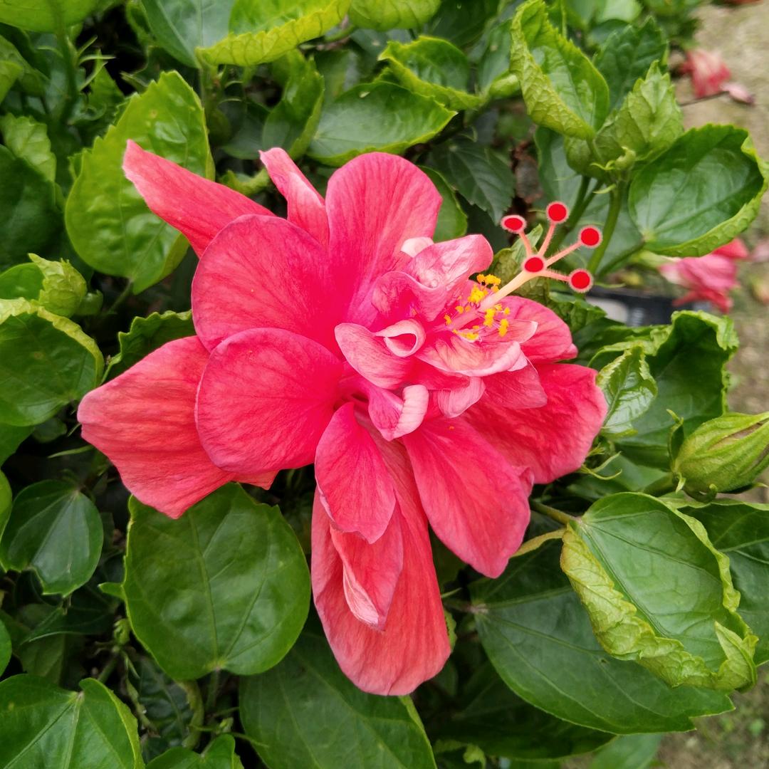 华美秀丽