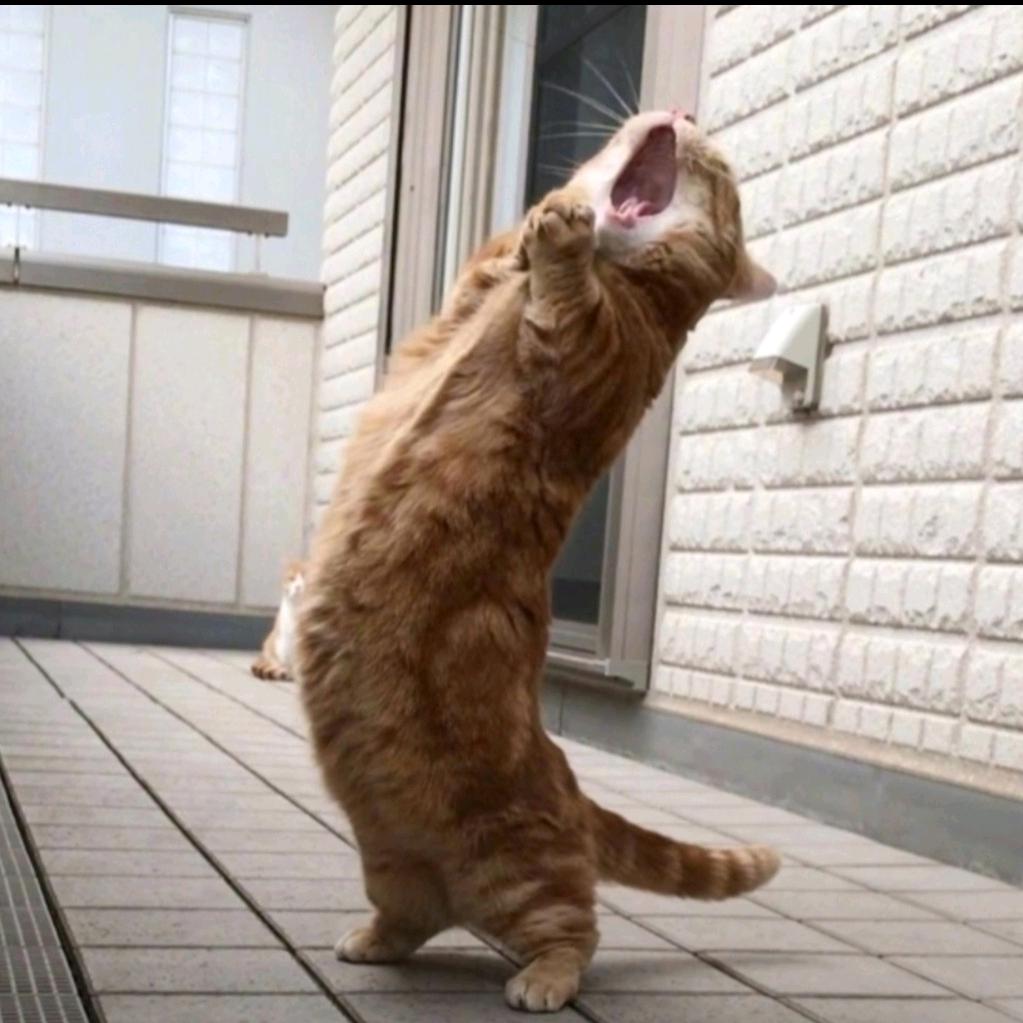 不白不瘦也不做歌手