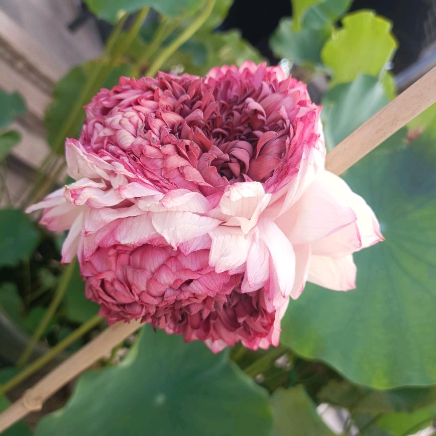 小小陈皮