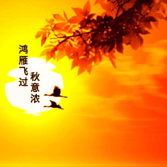 鸿雁飞过秋意浓