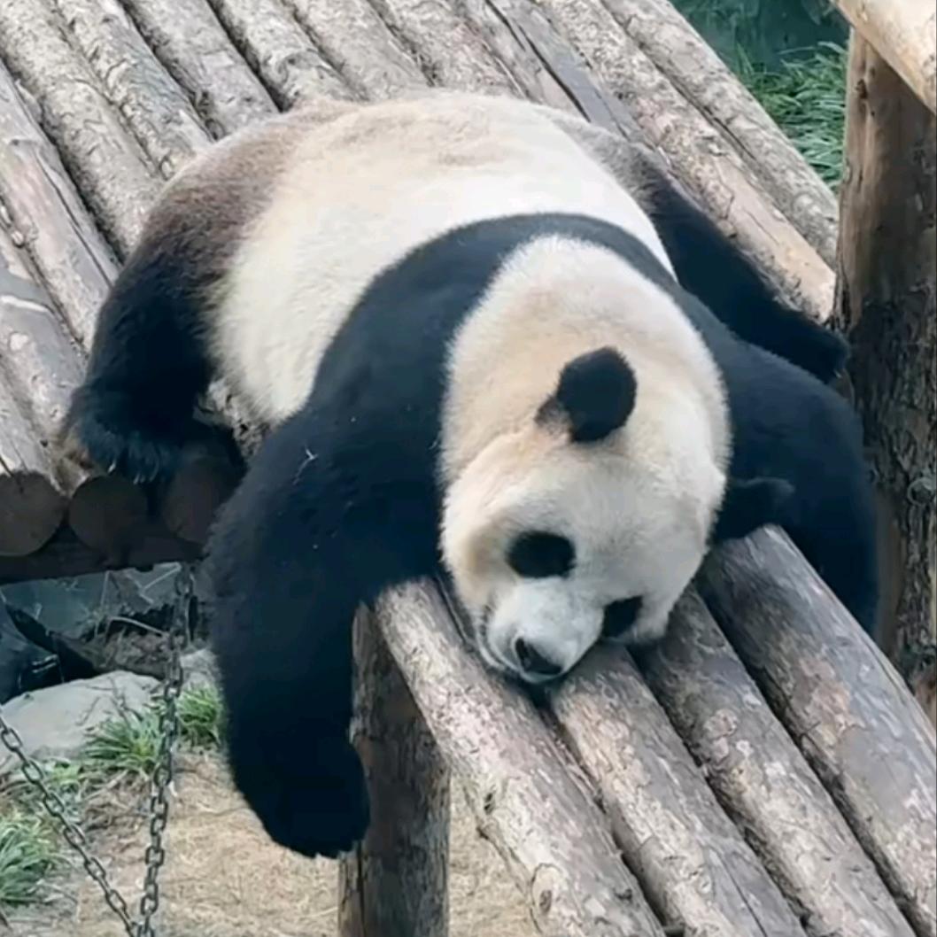 嗯大喵