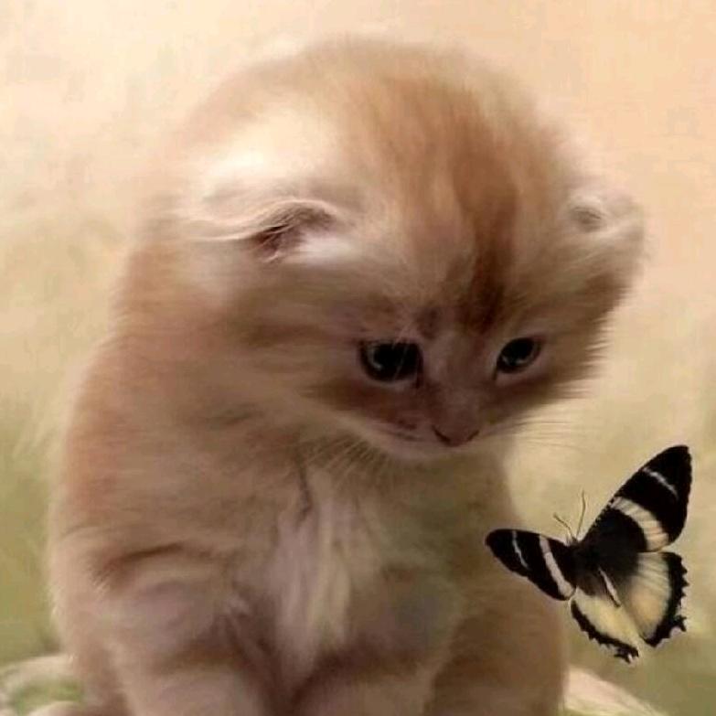 嘿嘿嘿ԅ(¯﹃¯ԅ)