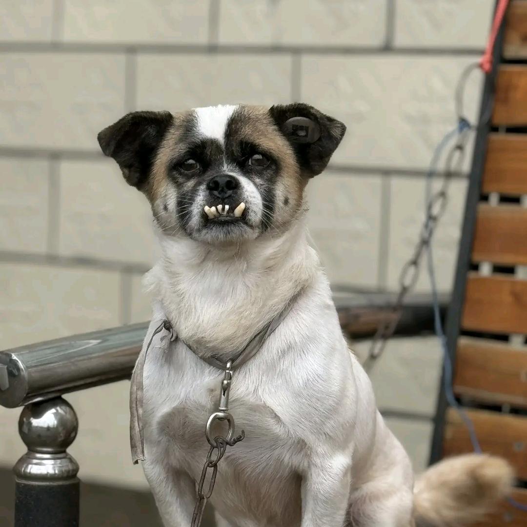 小凡选狗