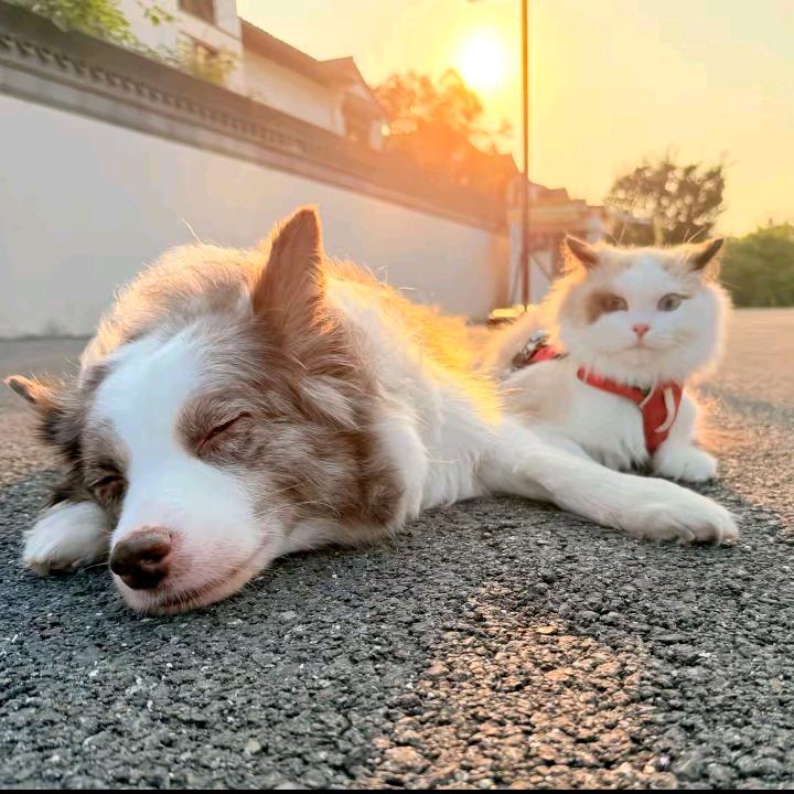 格桑花