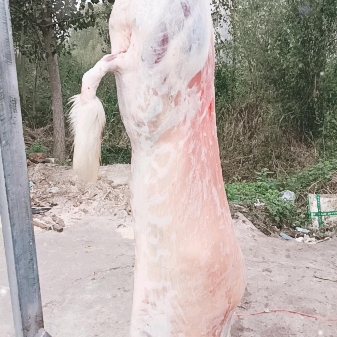 单县薛英鲜羊肉~小号