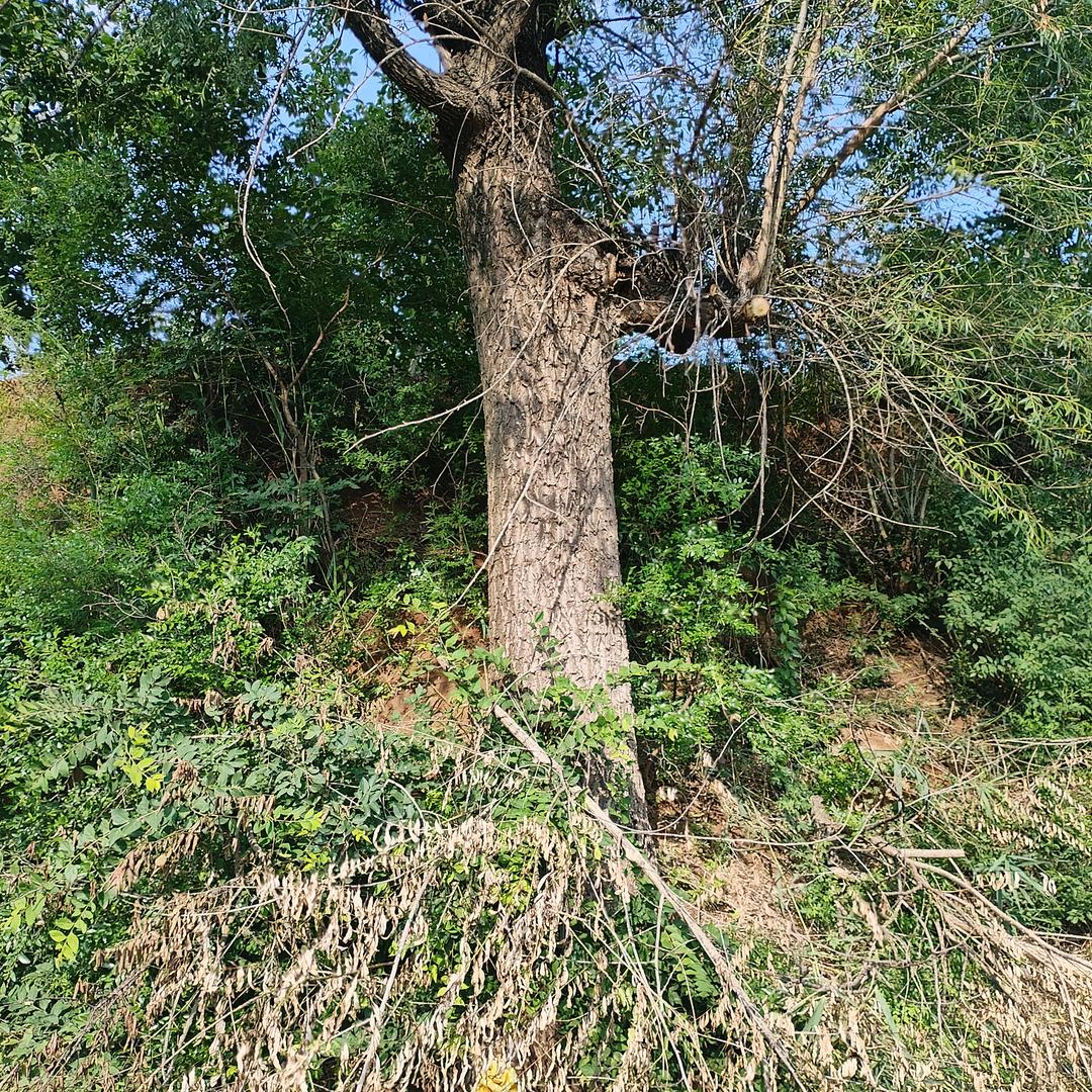 东北狼