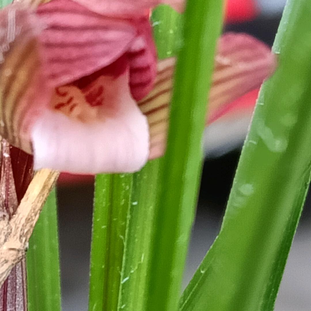 禾苗长在春头下