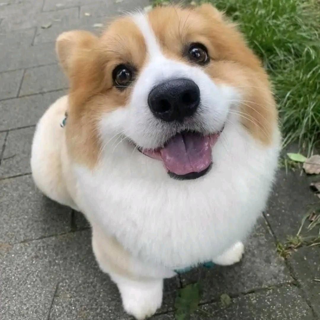 汤米