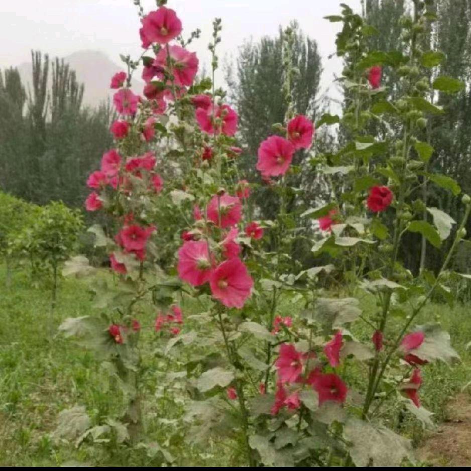 阿卜杜