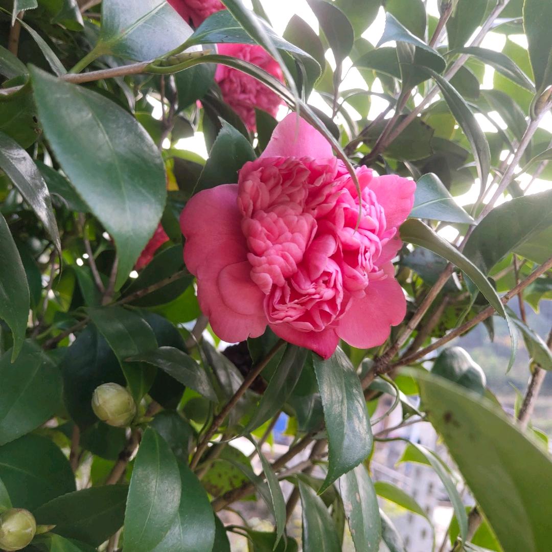 幸福玫瑰