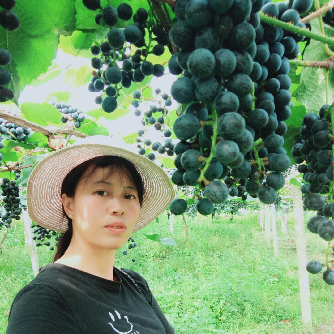 中潮胡家庄黄桃葡萄园