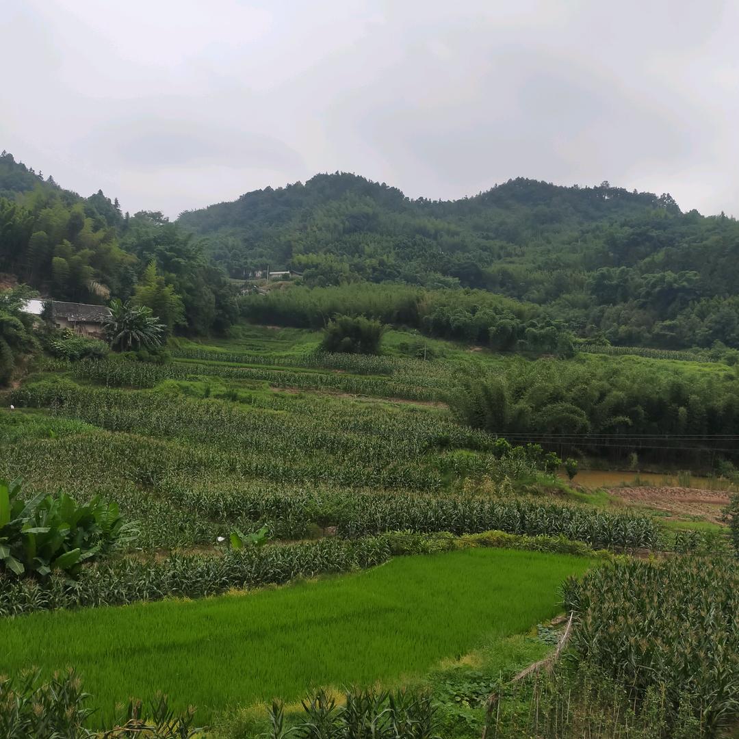 心想事成一切顺利