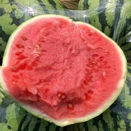 🍉小刘（美都西瓜种植）