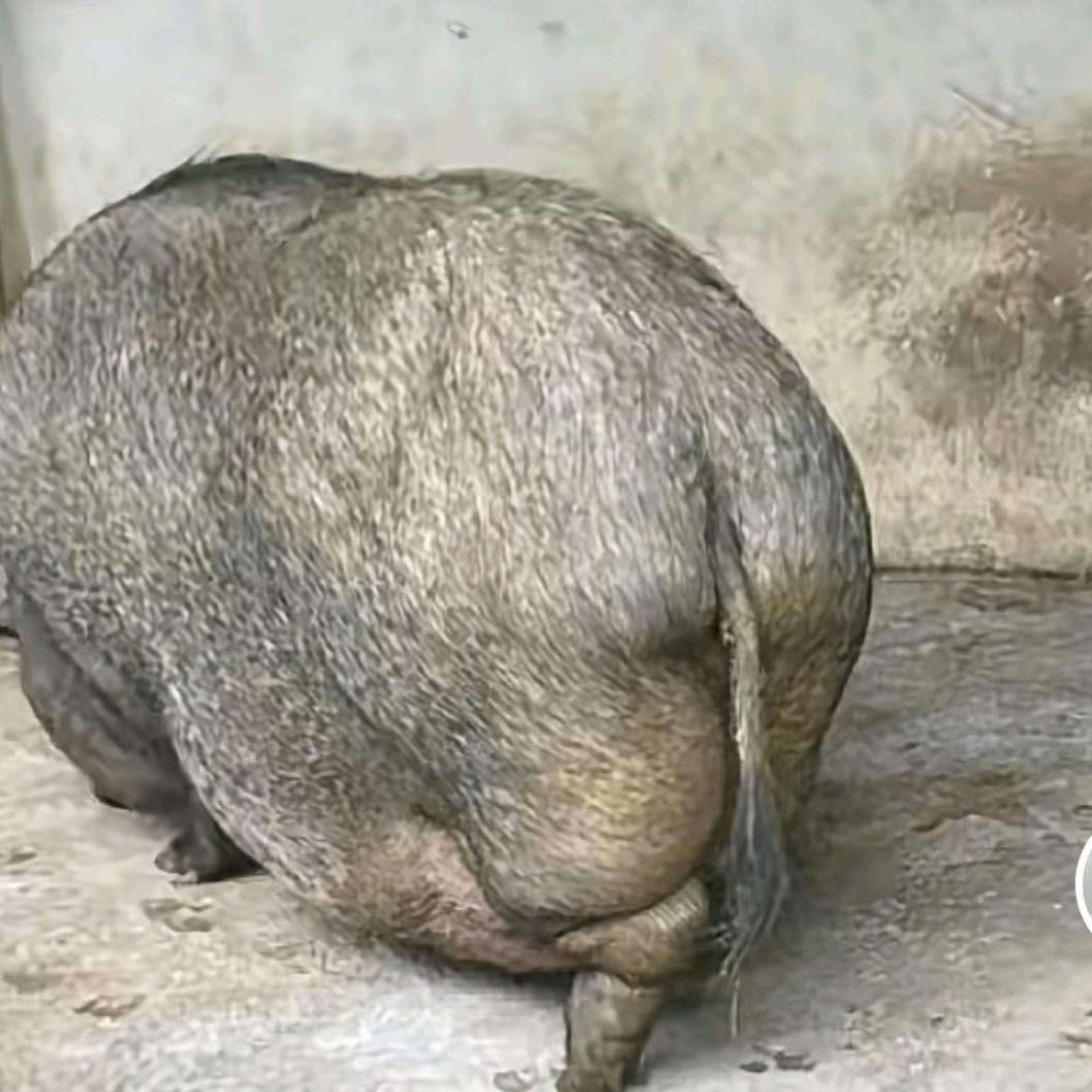 者相张家农村土肥猪肉