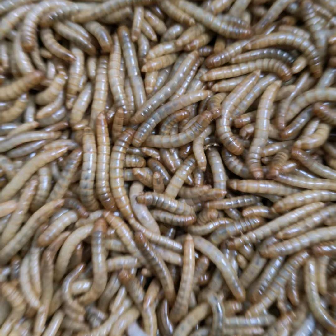 老史蝎子黄粉虫养殖技术交流