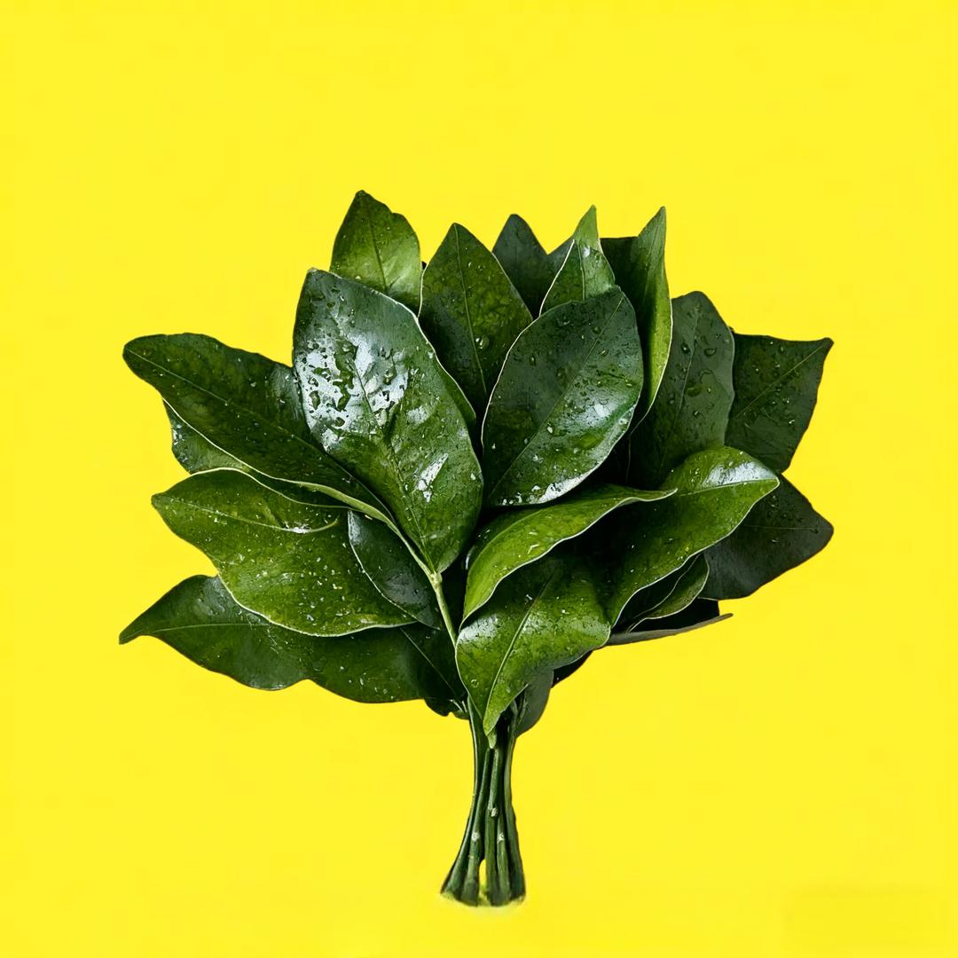 ℳ̶̶̶̶♡̶҉春风ℳᥫᩣ