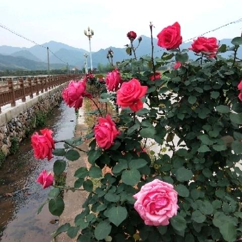 福建浦城石陂，范永盛