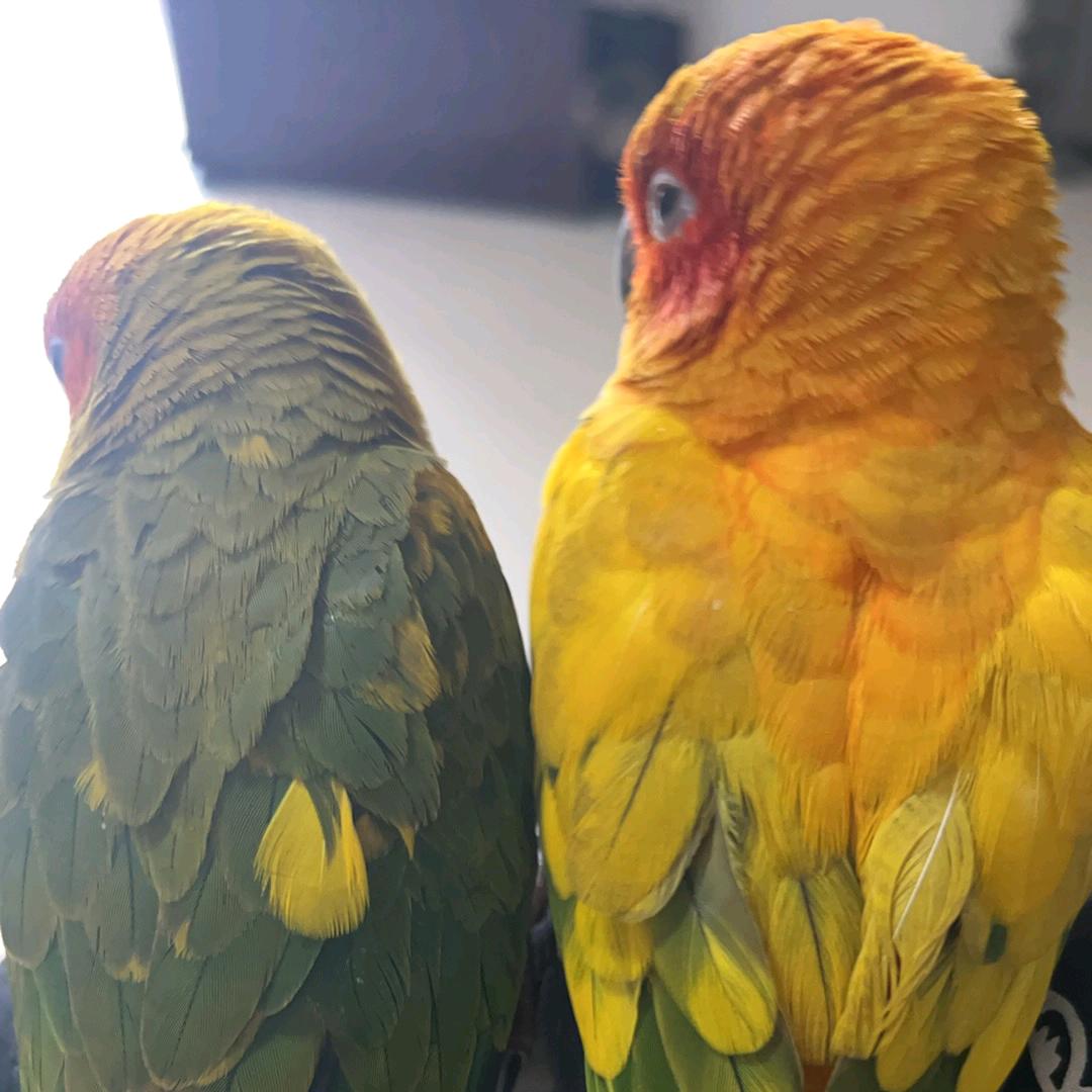 嬛嬛是个金太阳