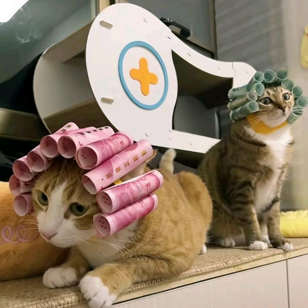 小猫爱吃土豆.