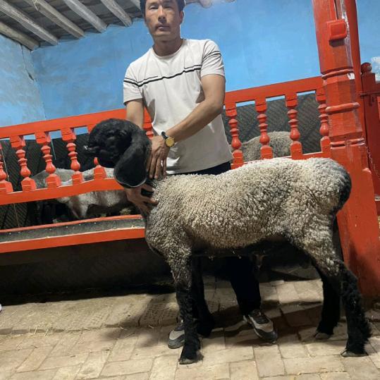 伽师县 美丽的 刀郎羊