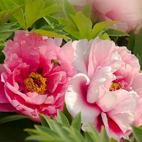 平凡的追梦人生