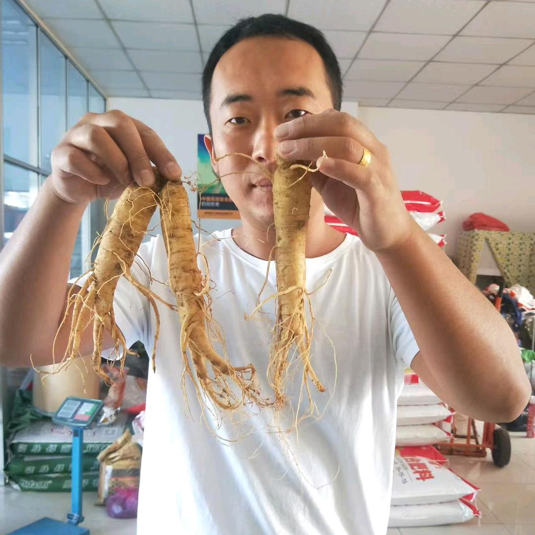 威海文登西洋参