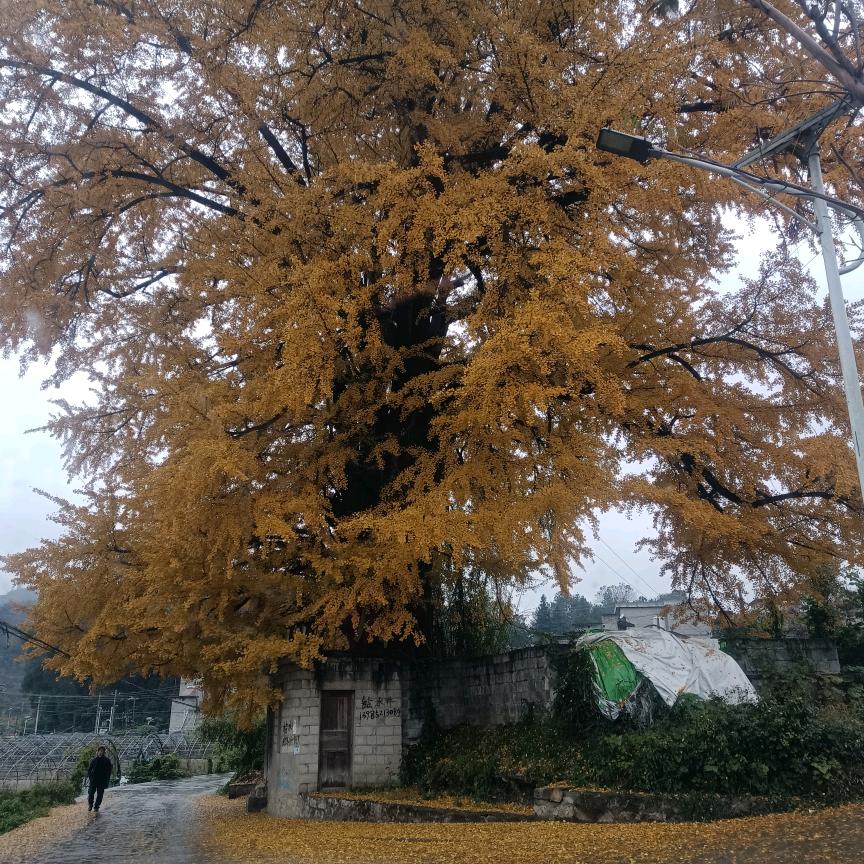 贵州农村单身杰哥