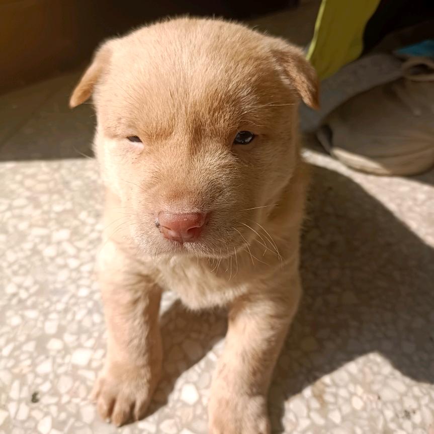 小七哥，（七二年，二月的鼠）