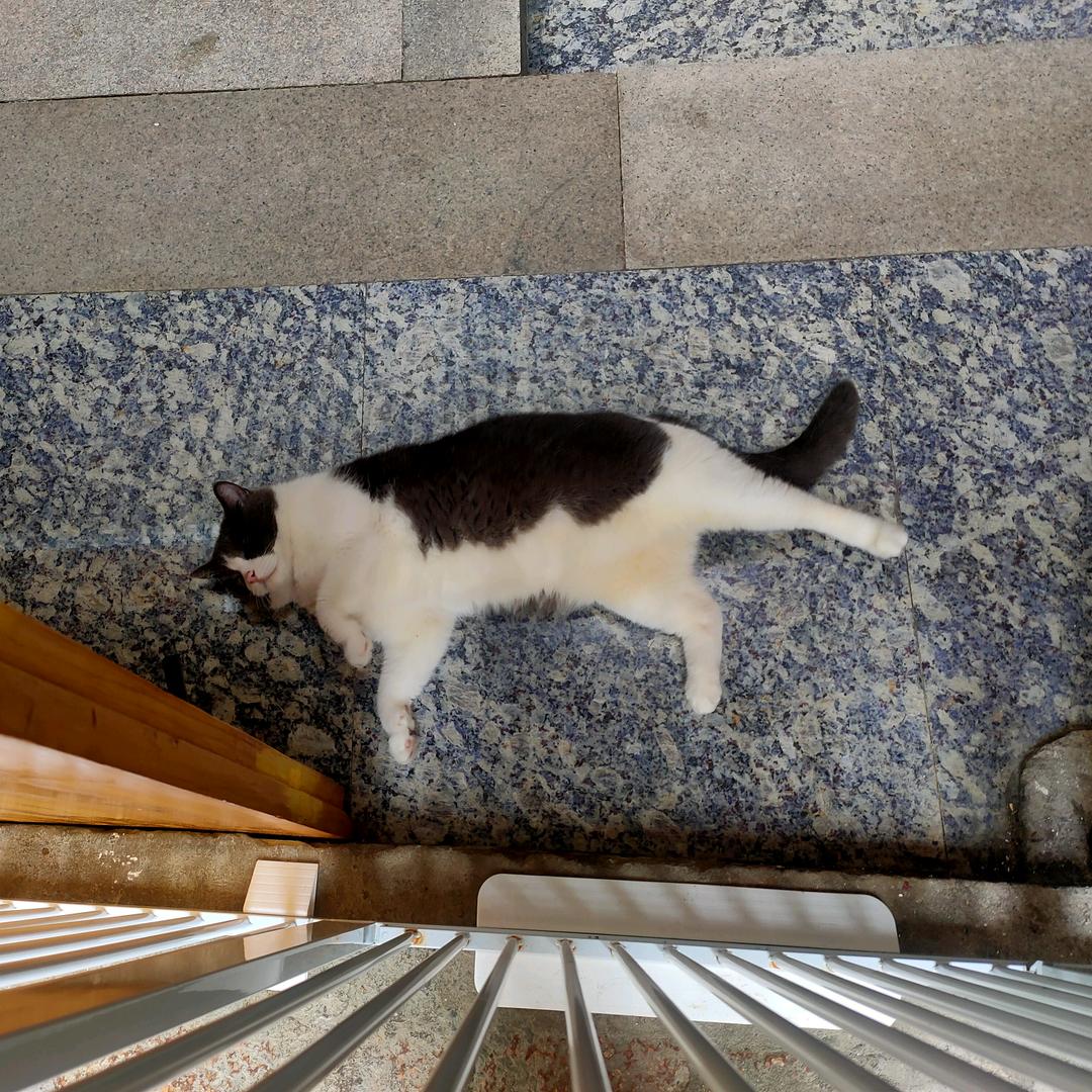 橘颂