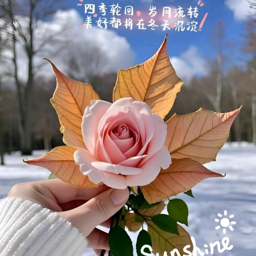 晓晓🌹