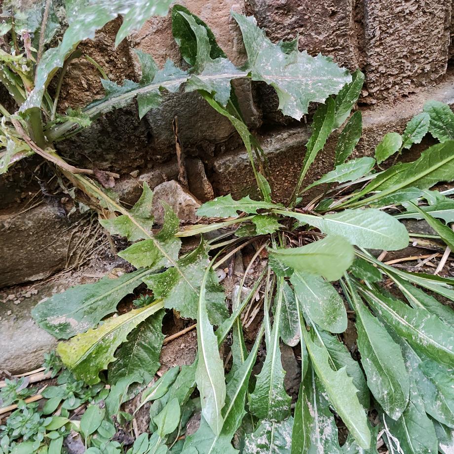 民间 中草 一绝