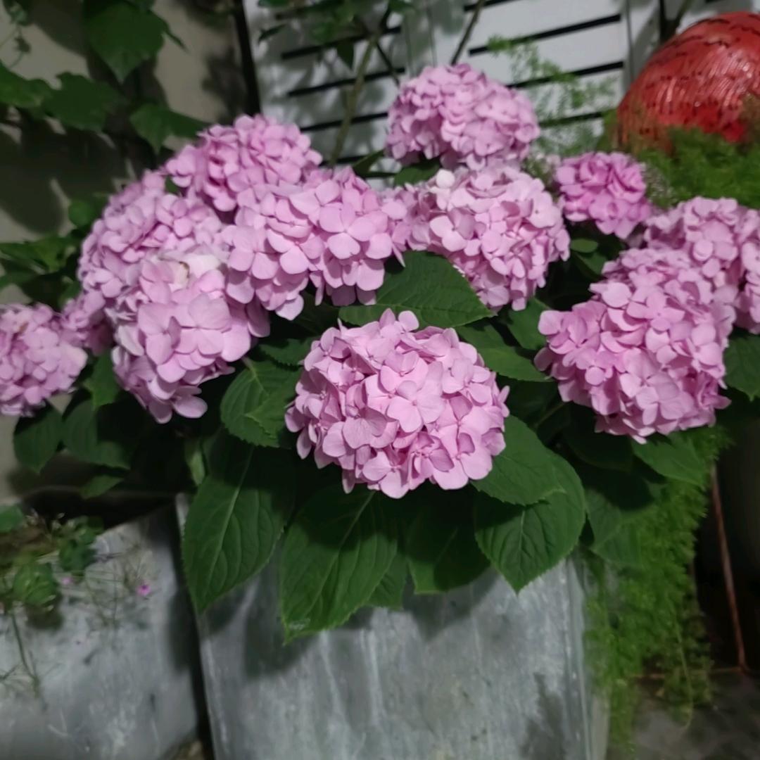 托拉机