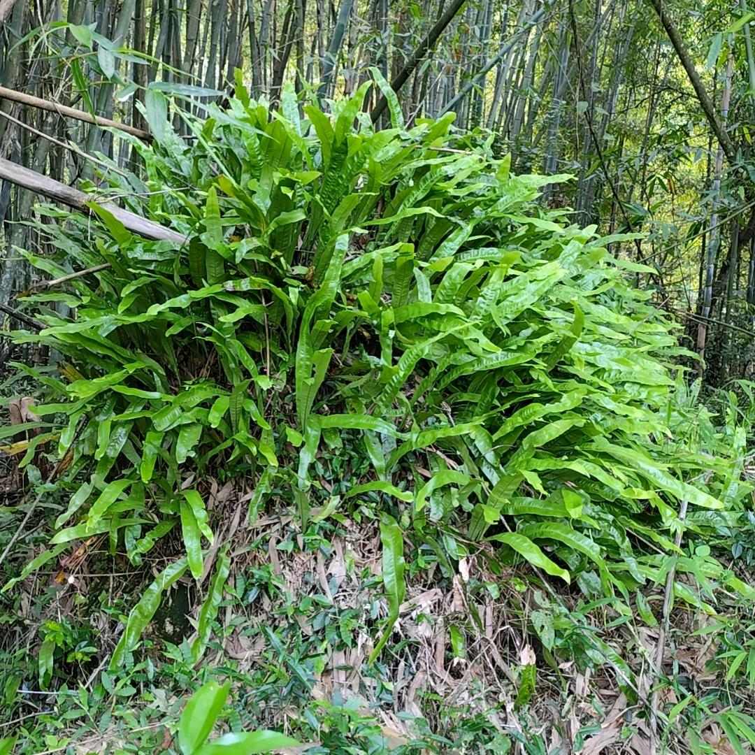 山里人家