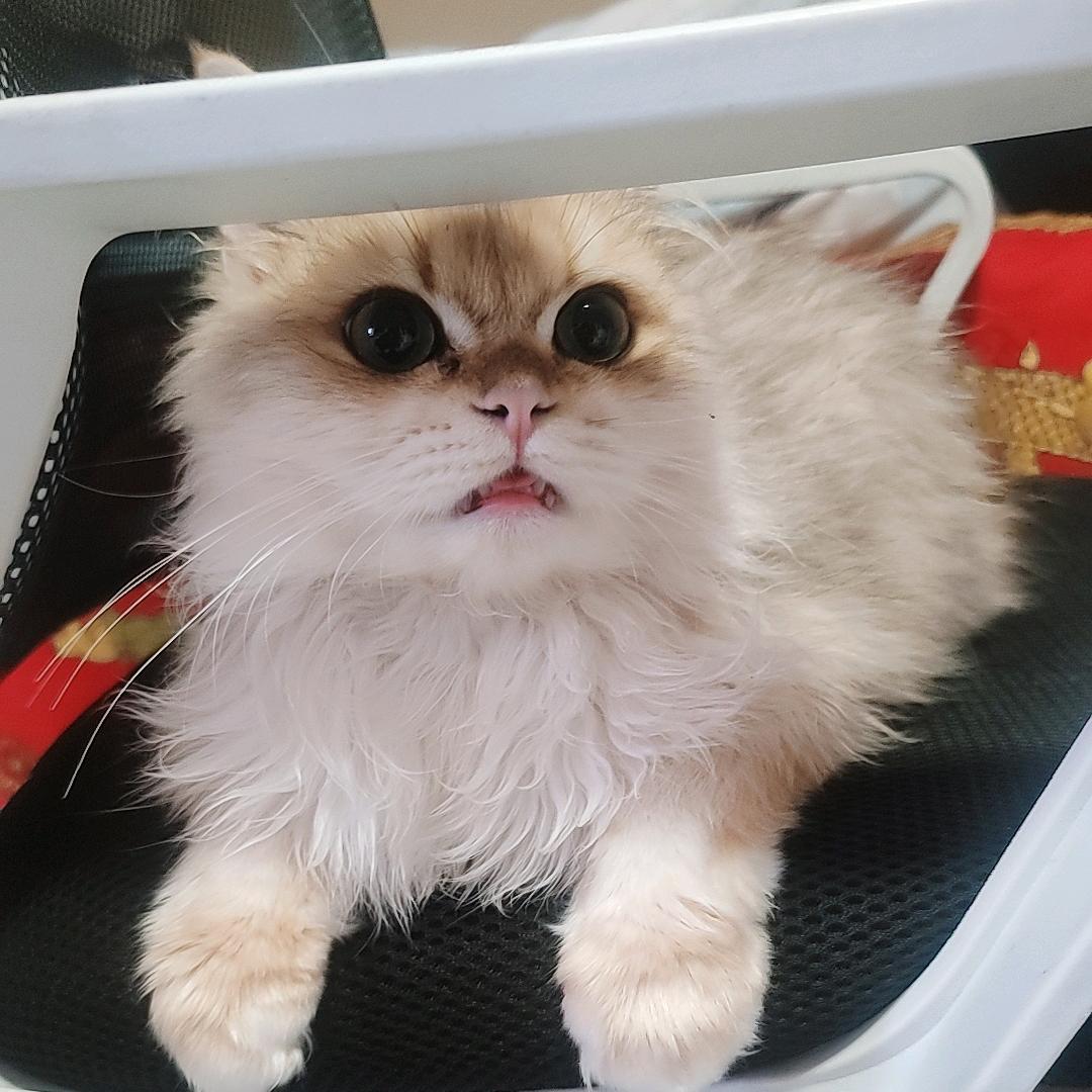 bing納