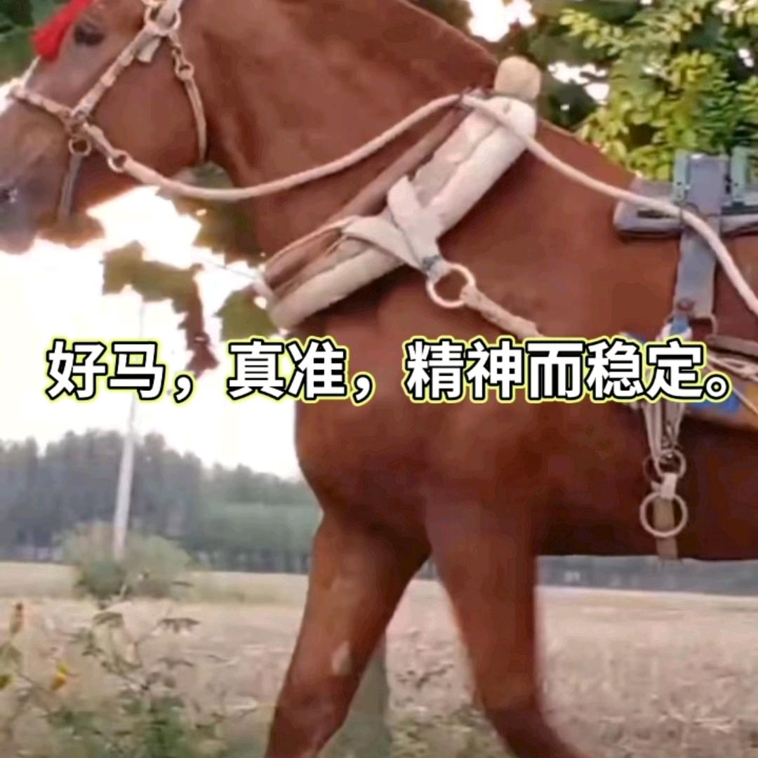 花轿马车马队