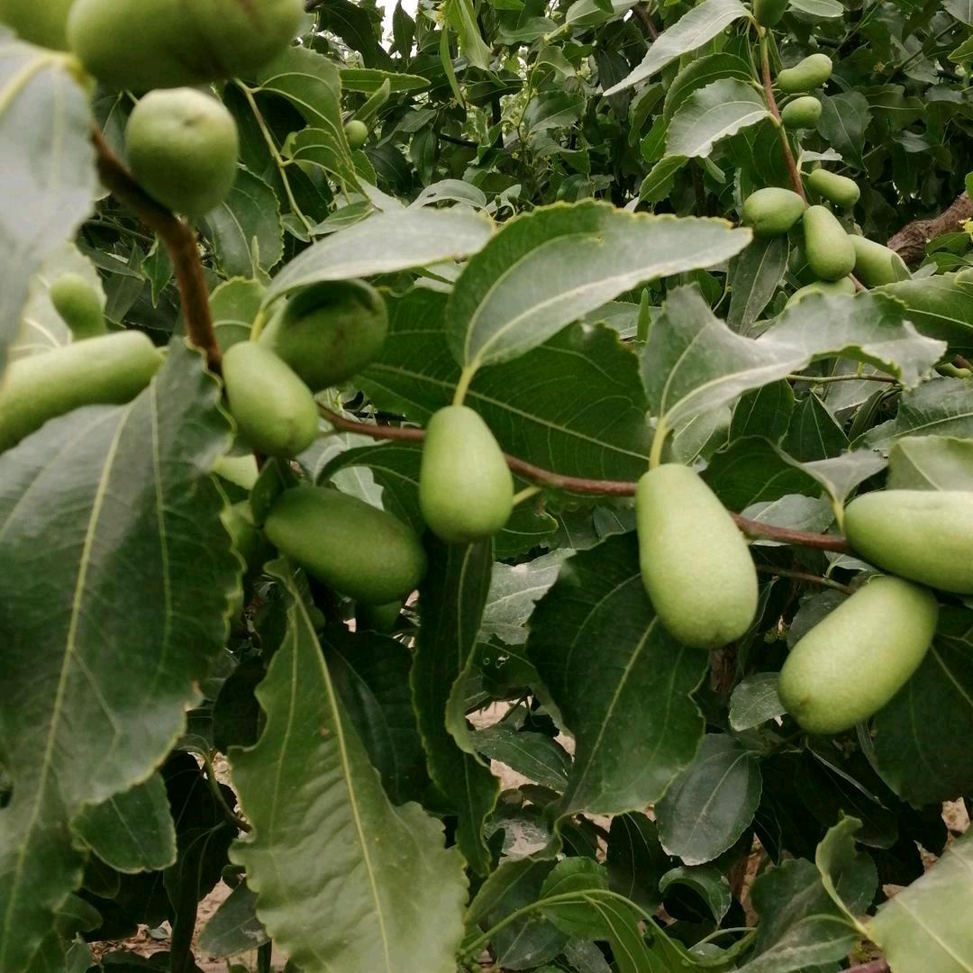 新疆和田224团王哥红枣经纪人