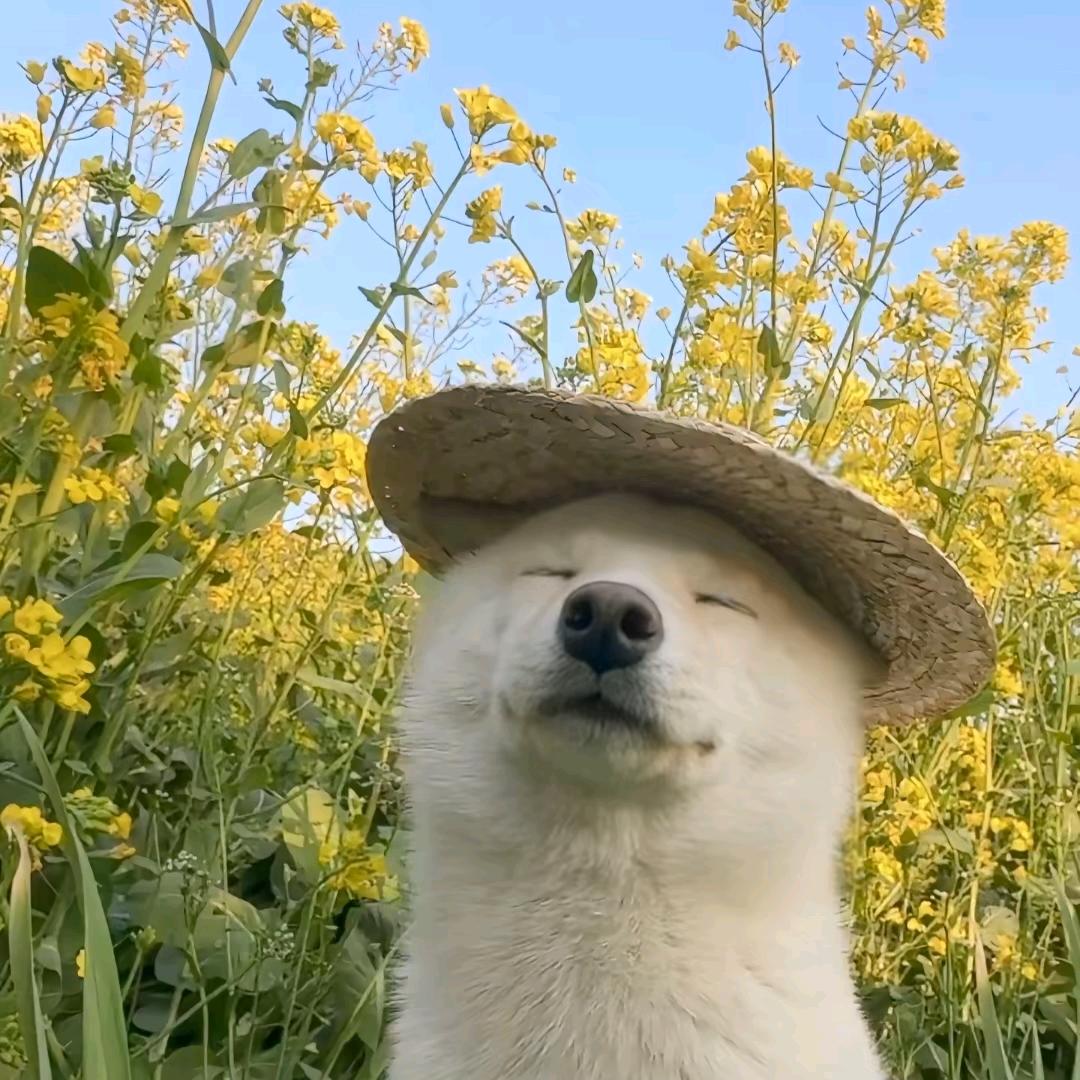 豆沙包